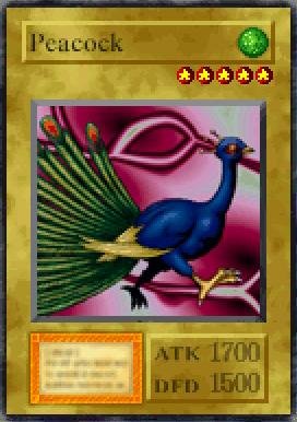 Peacock